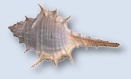 Coastline Sea Shell