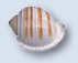 Coastline Sea Shell